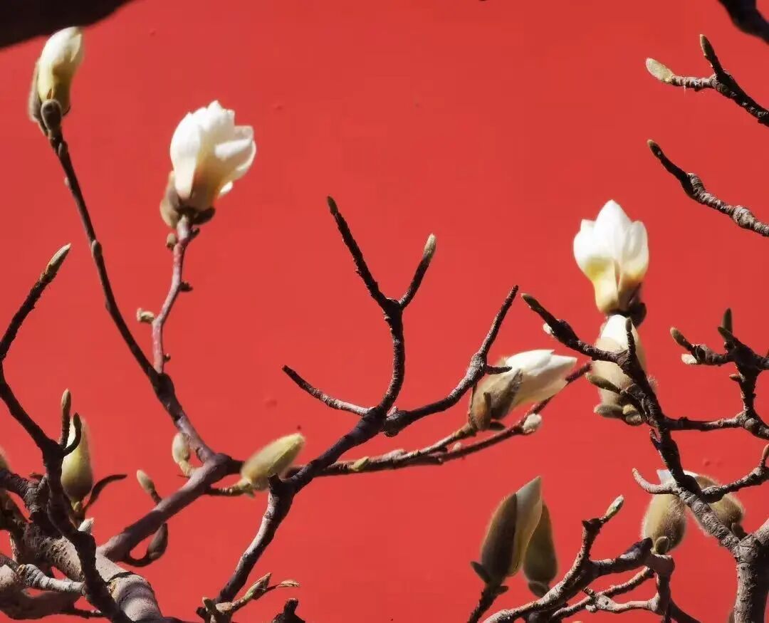 北京博物馆“花信指南”请查收 北京博物馆“花信指南”请查收