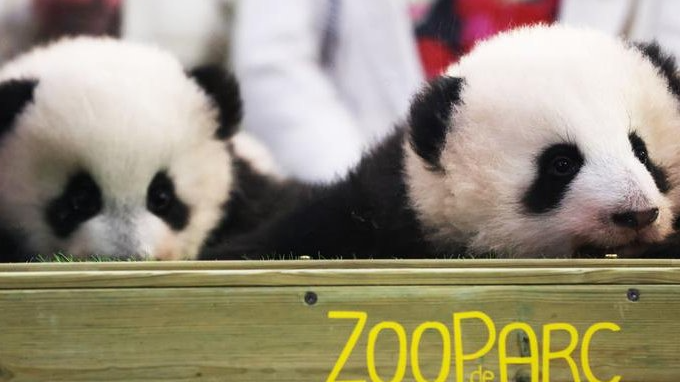 13载携手!中法大熊猫合作再续新篇 13载携手!中法大熊猫合作再续新篇