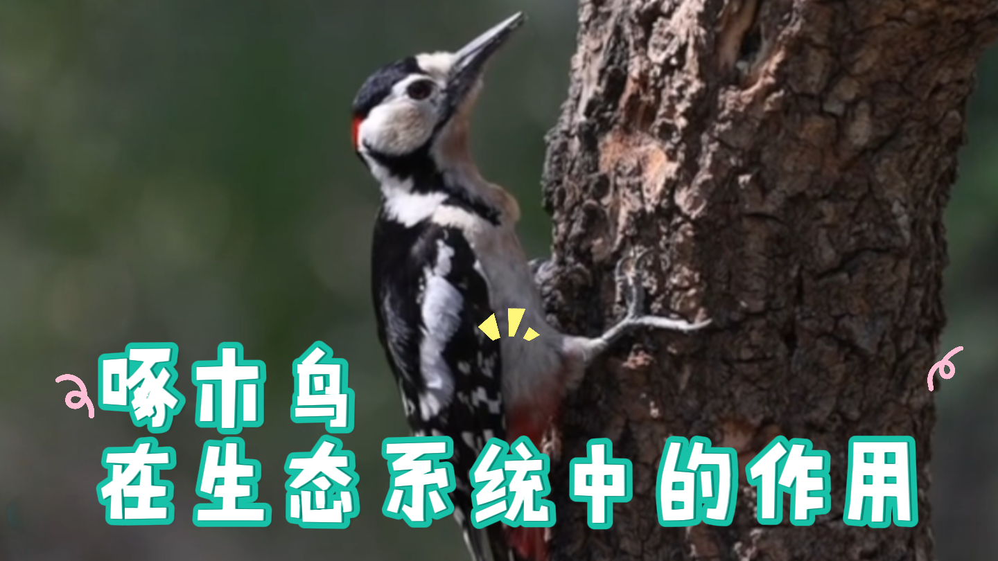 啄木鸟在生态系统中的作用