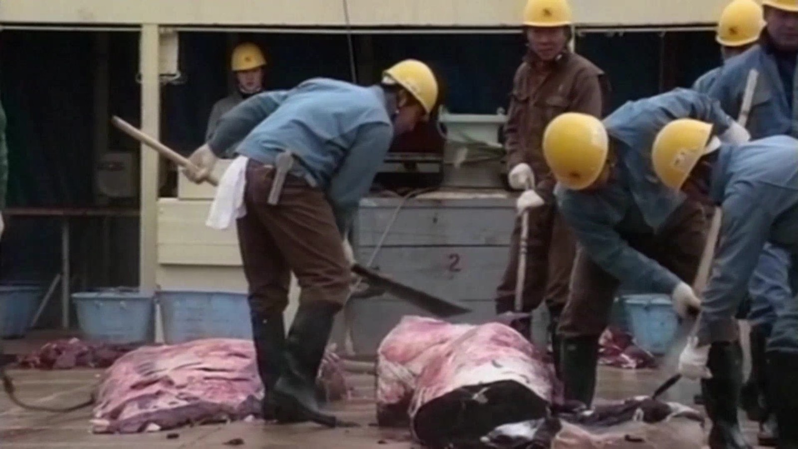 日本寻求从丹麦引渡反捕鲸活动人士 日本寻求从丹麦引渡反捕鲸活动人士