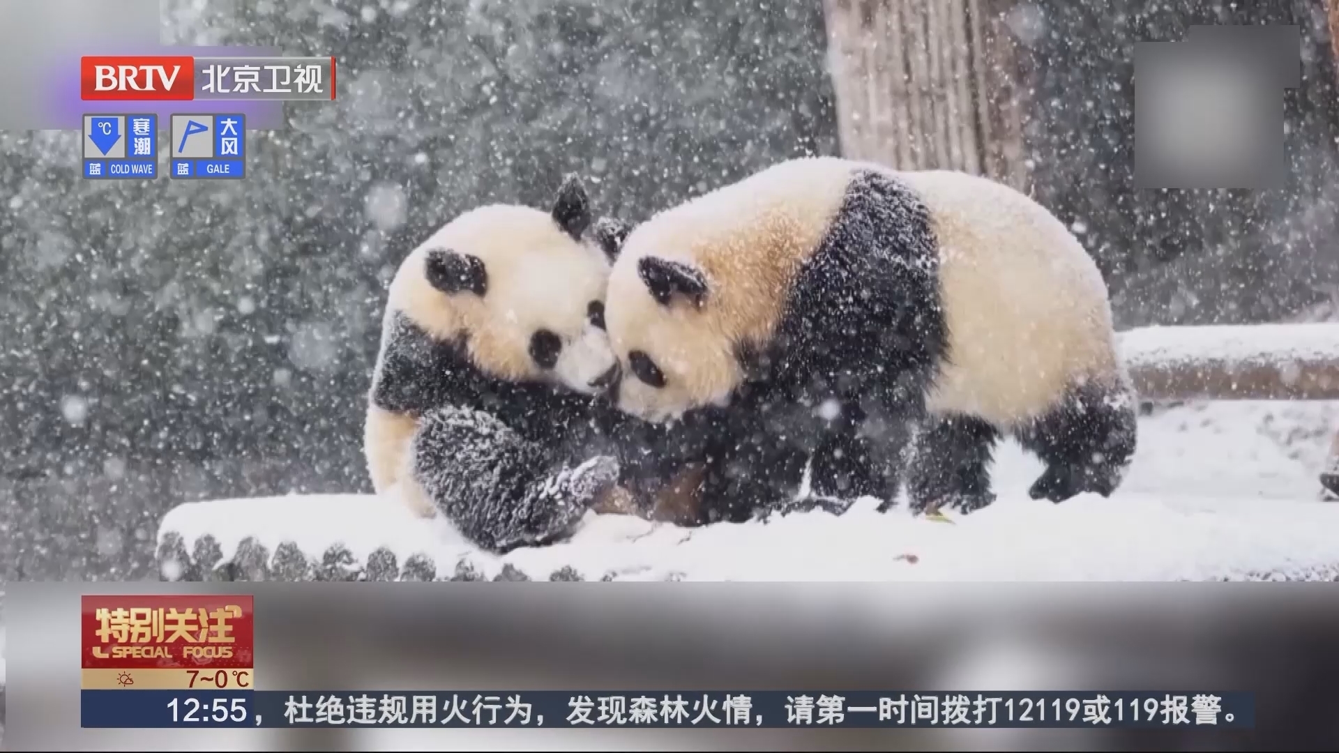 韩国首尔迎初雪 大熊猫“睿宝”“辉宝”忙赏雪