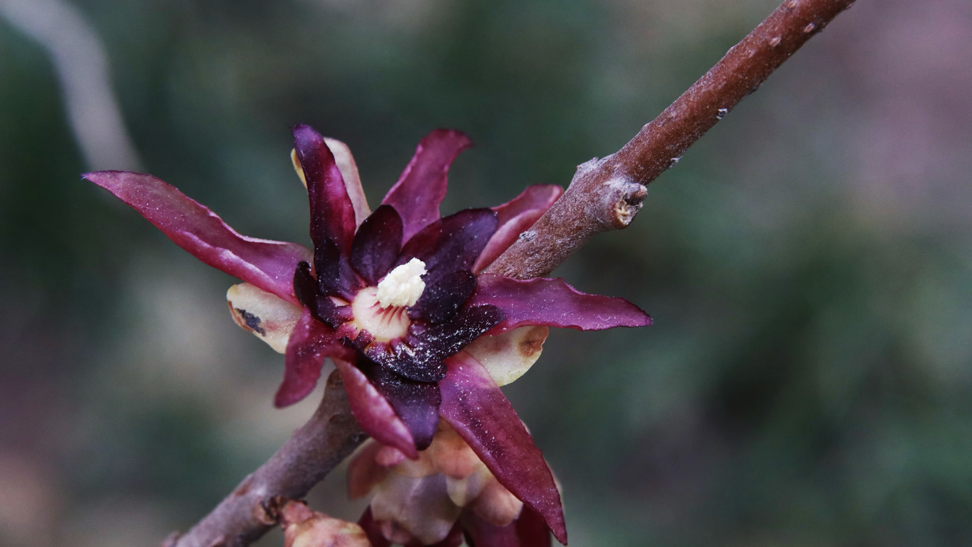“京字号”年宵花新品种扮靓京城 “京字号”年宵花新品种扮靓京城