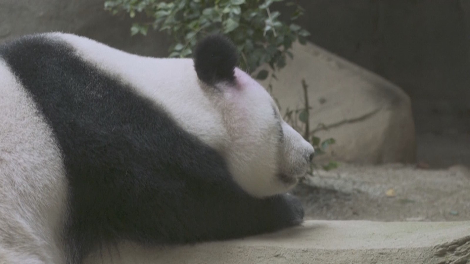 大熊猫“福娃”“凤仪”平安回国 大熊猫“福娃”“凤仪”平安回国