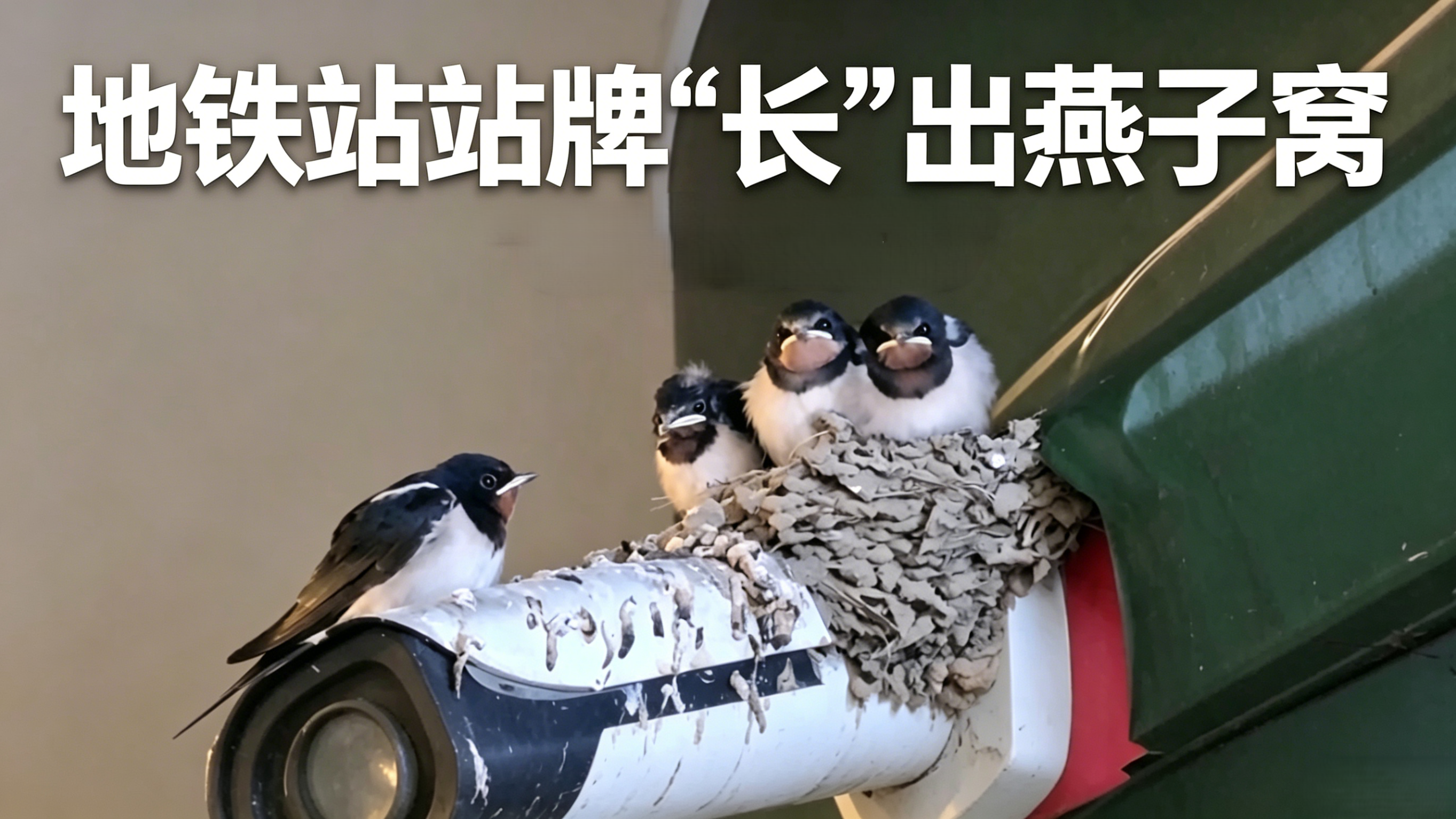 地铁站站牌“长”出燕子窝