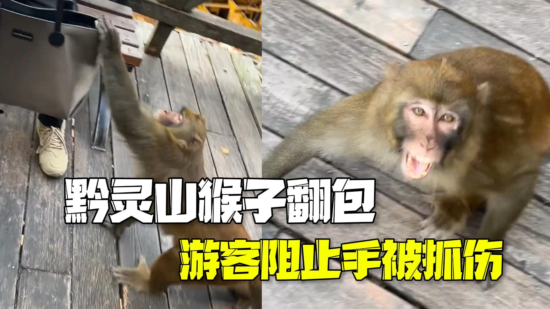 黔灵山猴子翻包拽倒婴儿车 游客阻止手被抓伤