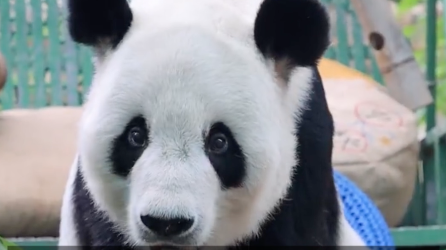 北京动物园传奇大熊猫“古大爷”去世,网友:感谢你曾经来过! 北京动物园传奇大熊猫“古大爷”去世,网友:感谢你曾经来过!