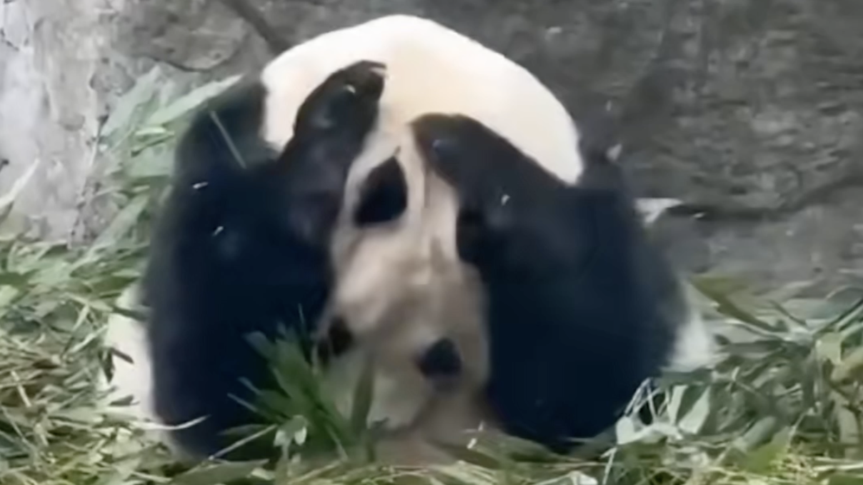 男子拿可乐砸向熊猫兰香头部。通报:曹某已被公安机关依法行政处罚 男子拿可乐砸向熊猫兰香头部。通报:曹某已被公安机关依法行政处罚