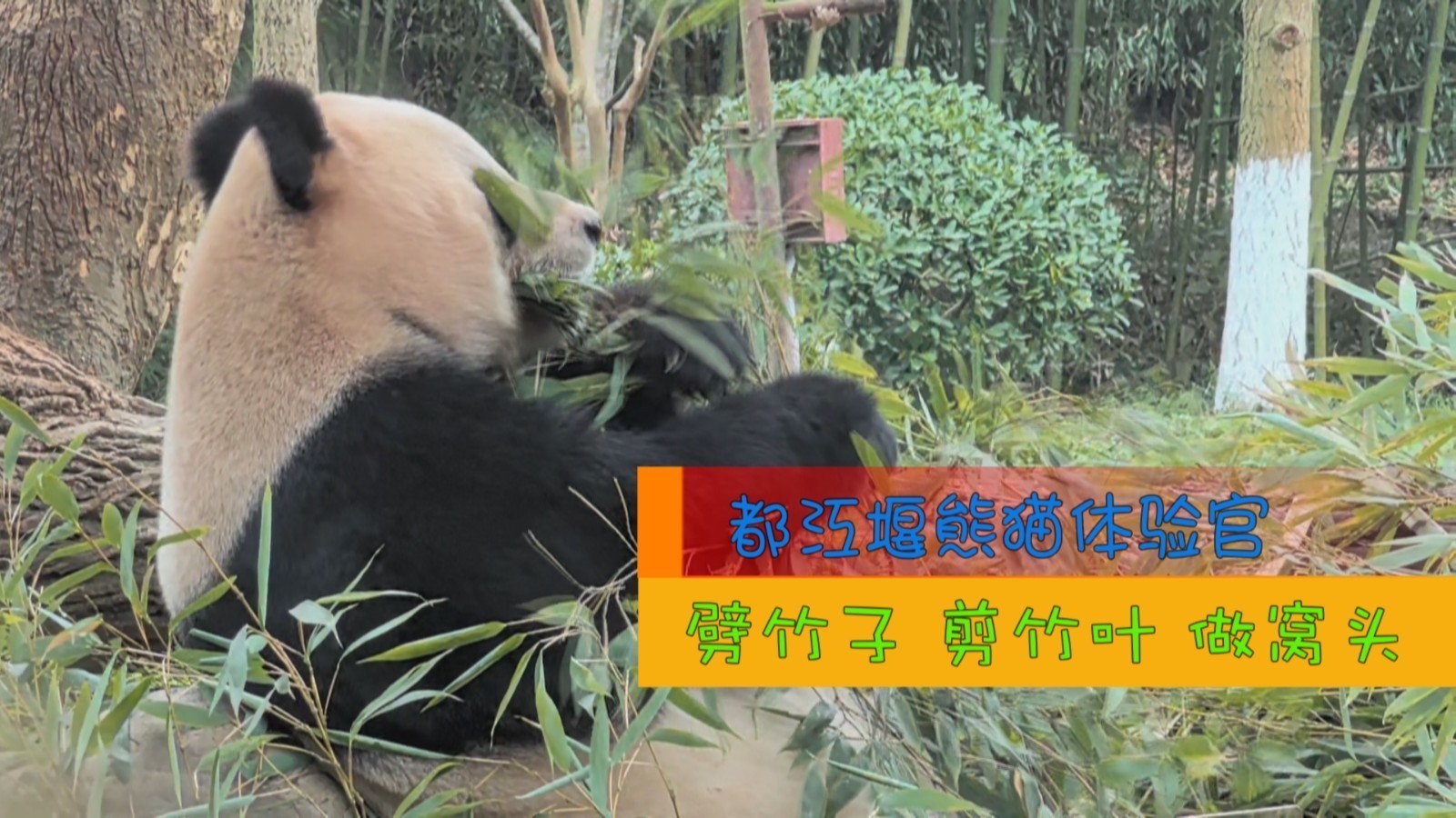 熊猫体验官投喂的一天 熊猫体验官投喂的一天