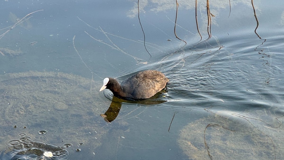 【京城帮帮团】春季鸟来了,怎么看 【京城帮帮团】春季鸟来了,怎么看