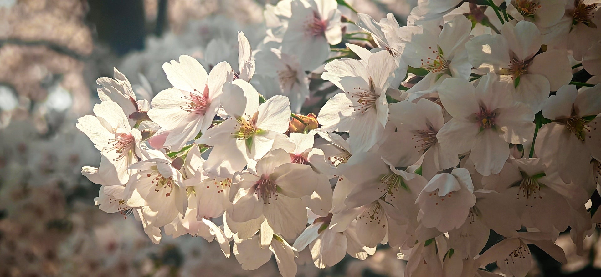 星河湾公园:樱花正盛,灿如“星河” 星河湾公园:樱花正盛,灿如“星河”