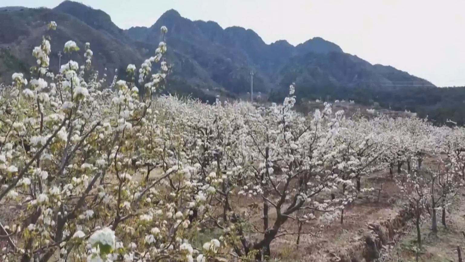 桃醉平谷·第三届镇罗营镇梨花谷雨休闲季开幕 桃醉平谷·第三届镇罗营镇梨花谷雨休闲季开幕