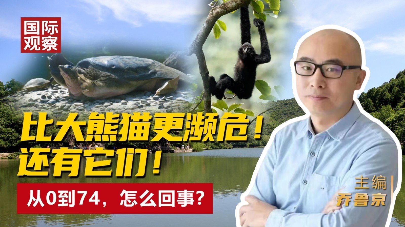 比大熊猫更濒危！ 还有它们！ 从0到74，怎么回事？