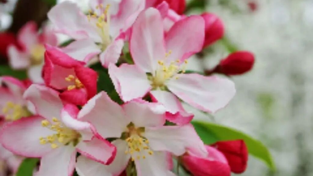 万株海棠待放！花开背后——