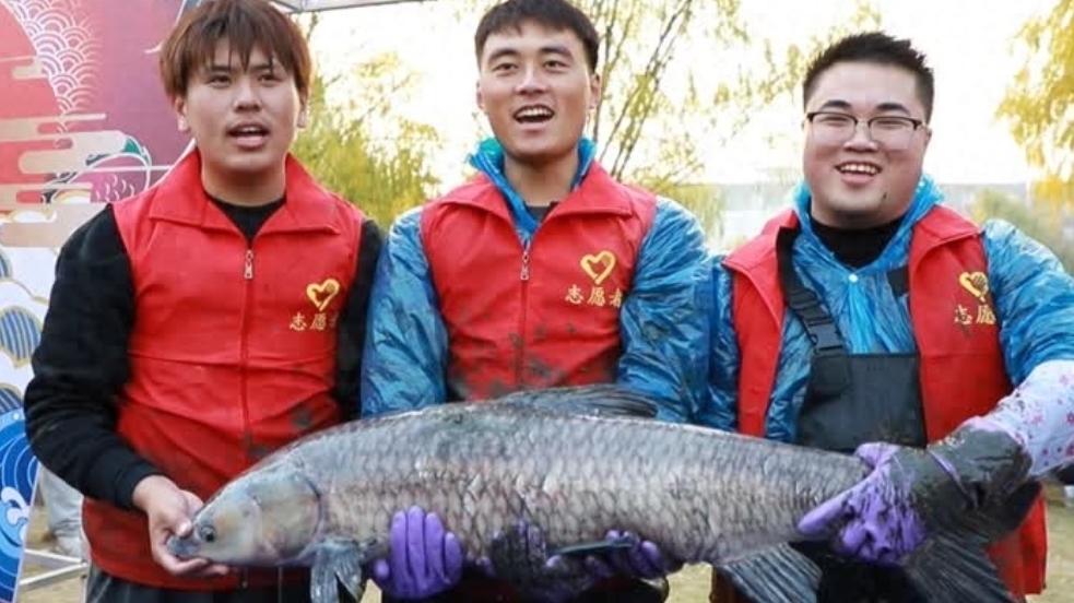 扬大学子下湖狂捞1100多斤鲜鱼!师生免费吃“全鱼宴” 扬大学子下湖狂捞1100多斤鲜鱼!师生免费吃“全鱼宴”