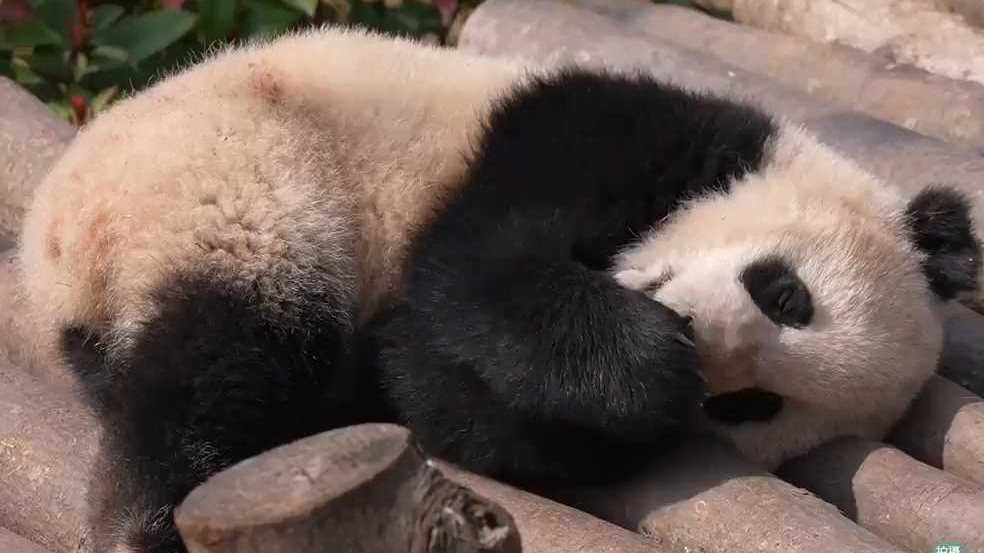 可爱！被阳光味儿的熊猫宝宝萌到了