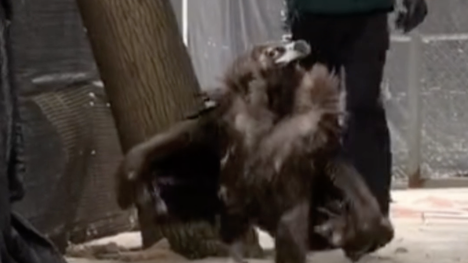 秃鹫蹦蹦跳跳上班看着就开心