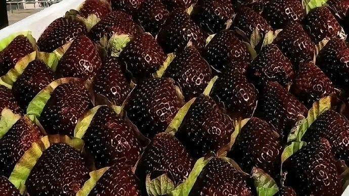网红黑草莓与红草莓有什么区别?原来草莓背了这么多锅 网红黑草莓与红草莓有什么区别?原来草莓背了这么多锅