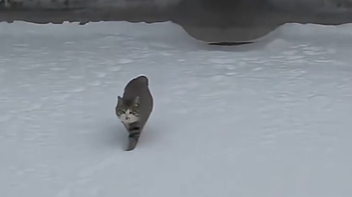 真·走猫步!雪天猫咪步态曼妙,咋做到步步都踩着自己脚印的? 真·走猫步!雪天猫咪步态曼妙,咋做到步步都踩着自己脚印的?