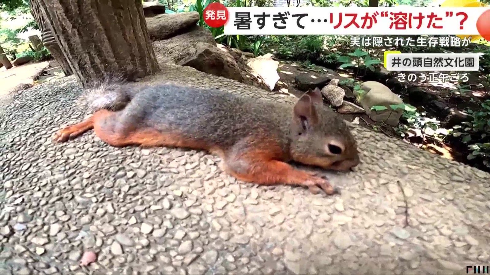 日本遭遇热浪 动物园松鼠集体“躺平”降温 日本遭遇热浪 动物园松鼠集体“躺平”降温