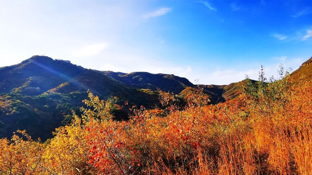 满屏美图！妙峰山这波秋景大片太顶了