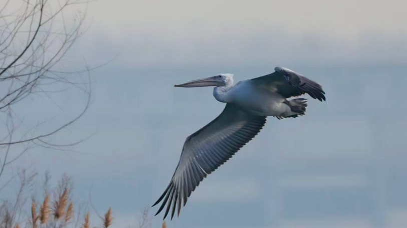 爱“吃同事”的卷羽鹈鹕来北京了，全国仅161只