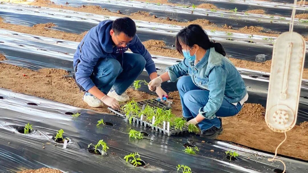 国科大团队在怀北蔬菜大棚里破解番茄育种难题 国科大团队在怀北蔬菜大棚里破解番茄育种难题