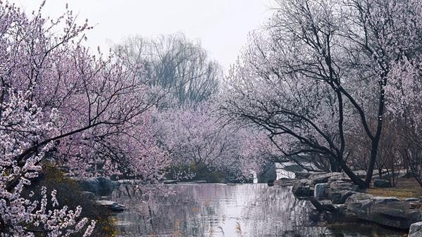 春天来了!北京已于3月22日正式入春 春天来了!北京已于3月22日正式入春