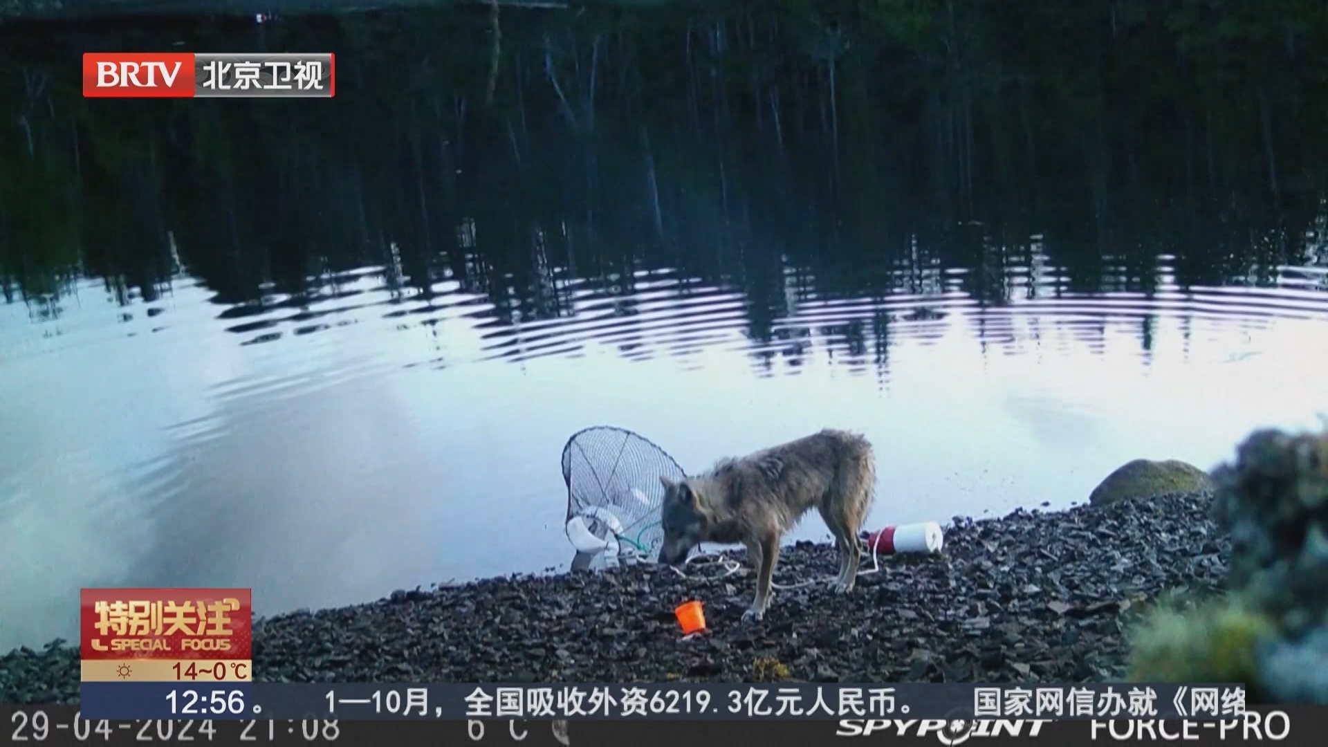 首次记录！研究人员发现野狼为获取食物学会使用工具