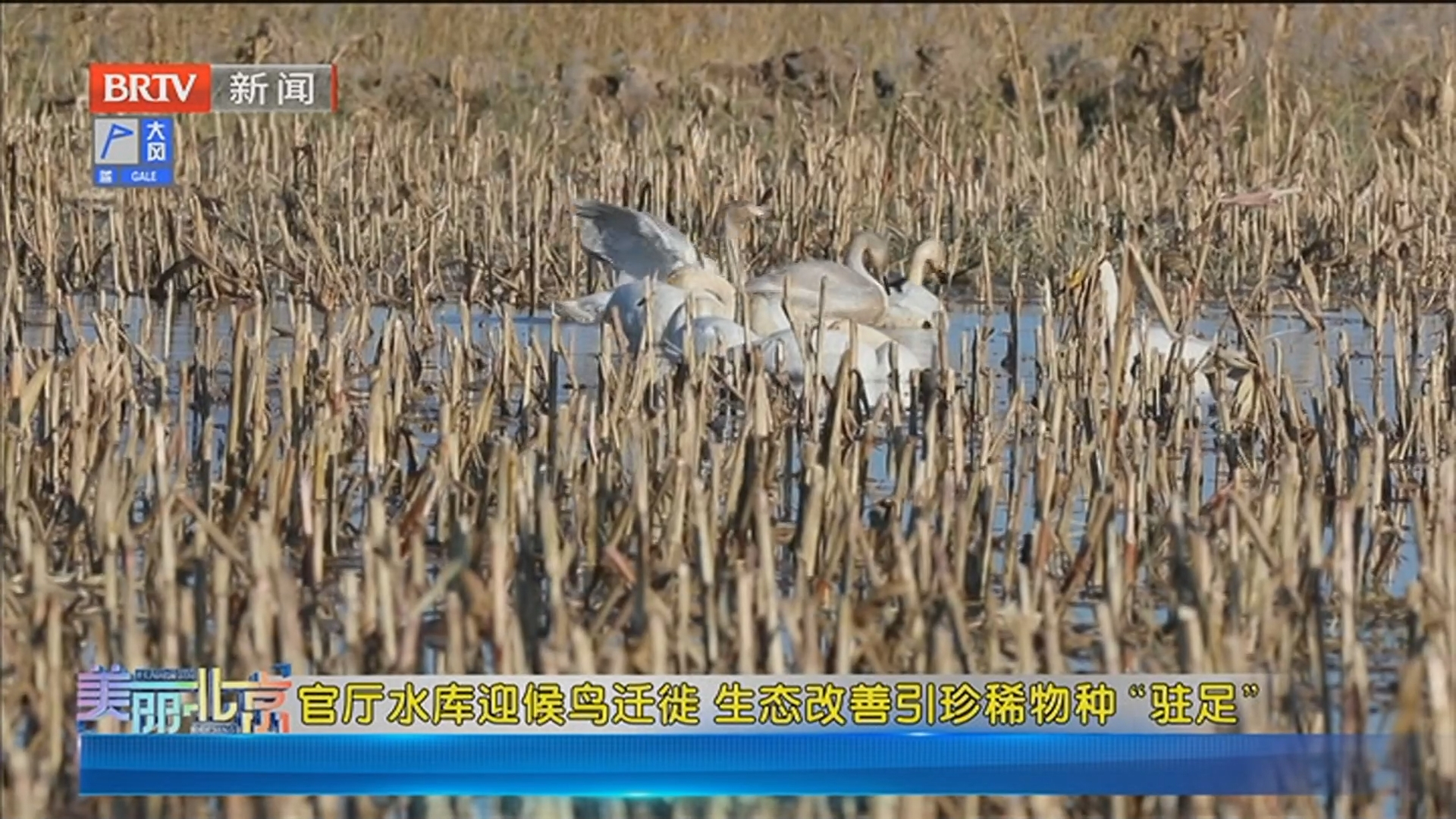 《美丽北京》20251126官厅水库迎候鸟迁徙 生态改善引珍稀物种“驻足” 《美丽北京》20251126官厅水库迎候鸟迁徙 生态改善引珍稀物种“驻足”