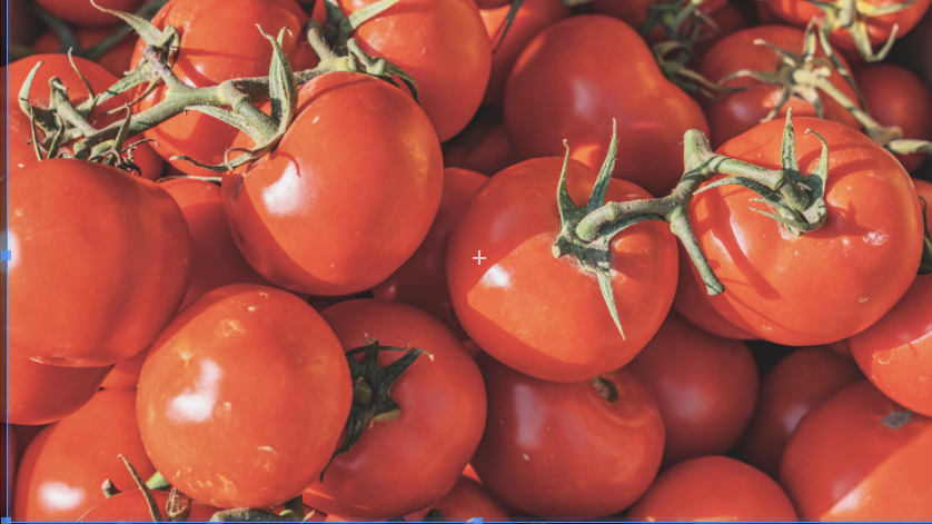 春节前西红柿价格仍将维持高位，“身价飙升”背后是何原因？