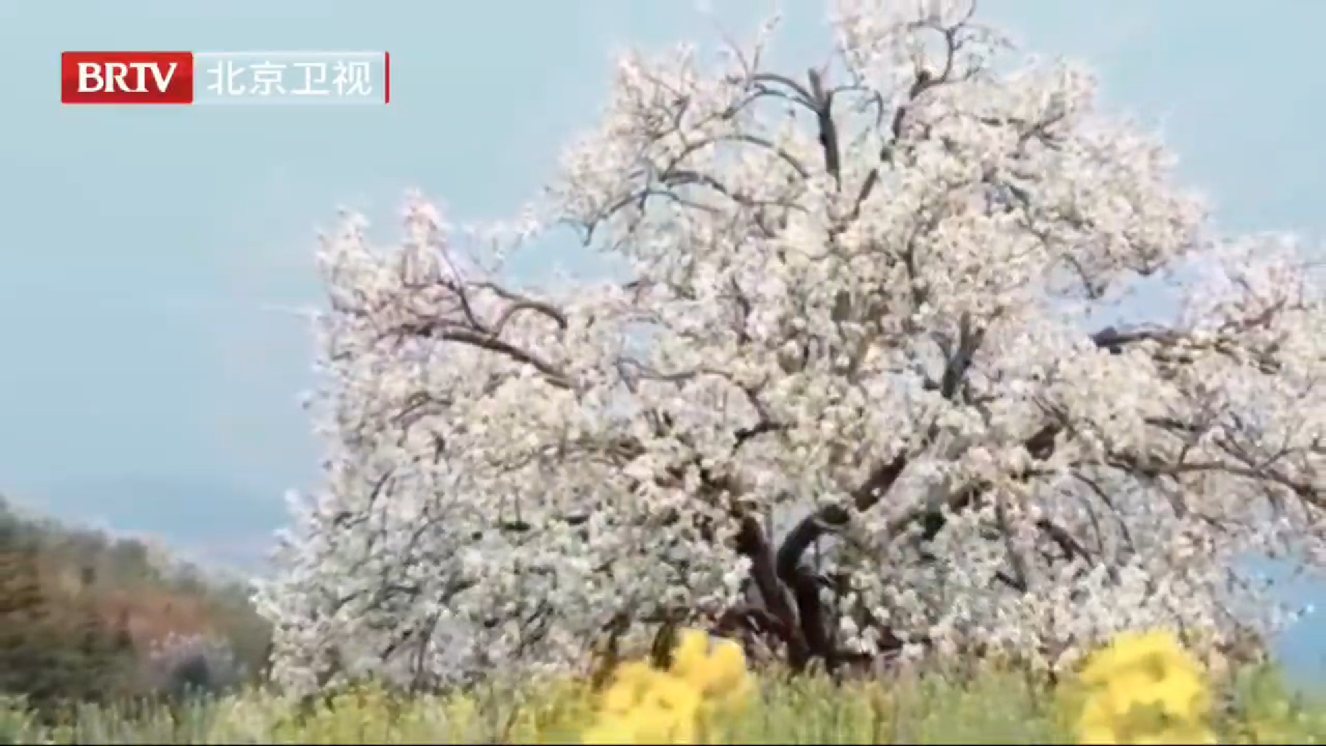 云南春天花海如云似雪