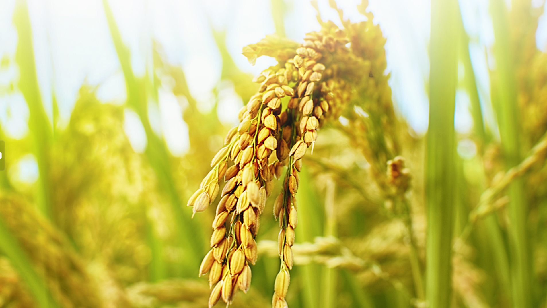 水稻也能“返老还童” 我国多年生水稻研究获新进展