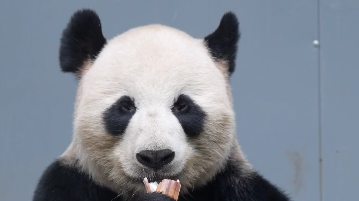 13只入住绵阳基地的大熊猫是…… 13只入住绵阳基地的大熊猫是……