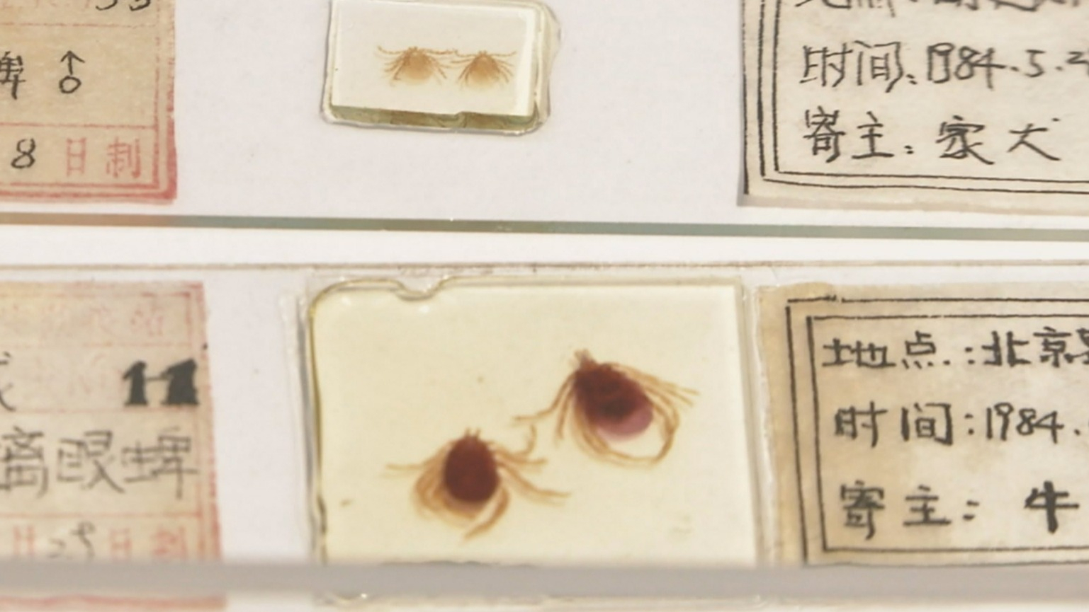 北京疾控提醒：踏青游玩做好防护 防止蜱虫叮咬