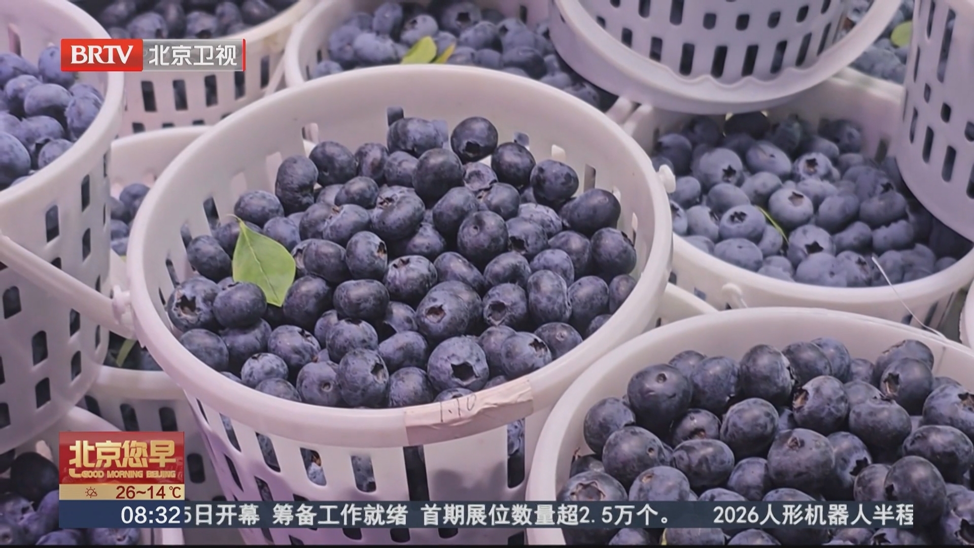 广西南宁 蓝莓能当消炎药吃？医生提醒：食用有讲究