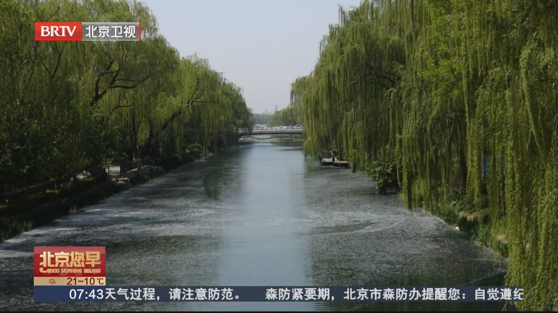 飞絮季开启 北方多地开始杨柳絮飘飞