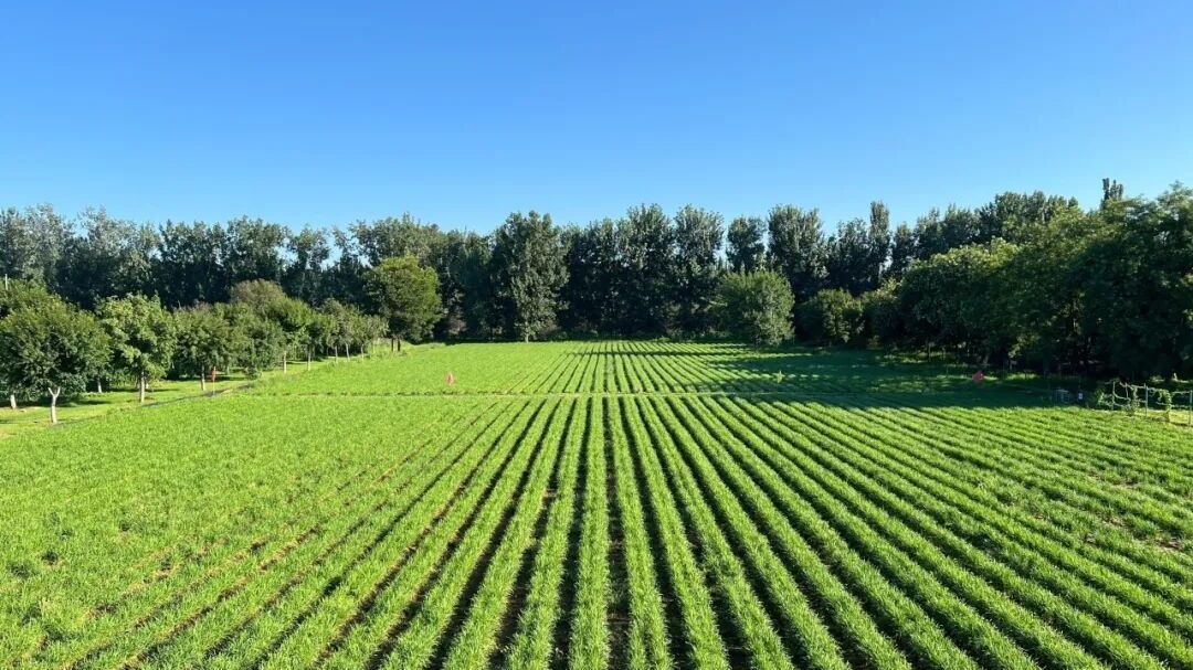顺义头茬韭菜丰收！专家现场解锁有机种植“密码”→