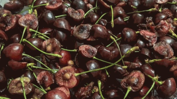 这种车厘子,毒性可达砒霜的68倍,这样保存最多可放3个月→ 这种车厘子,毒性可达砒霜的68倍,这样保存最多可放3个月→