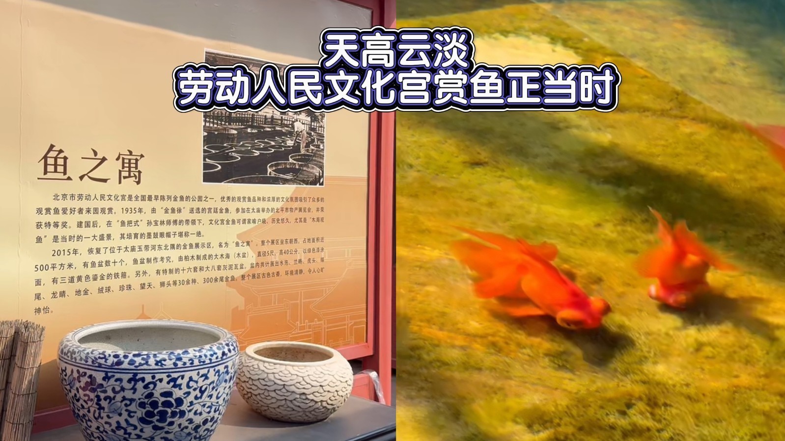 天高云淡入秋劳动人民文化宫赏鱼正当时
