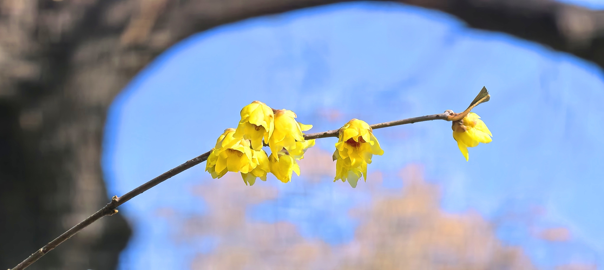 蜡梅迎春香满路，前门东大街蜡梅进入盛花期