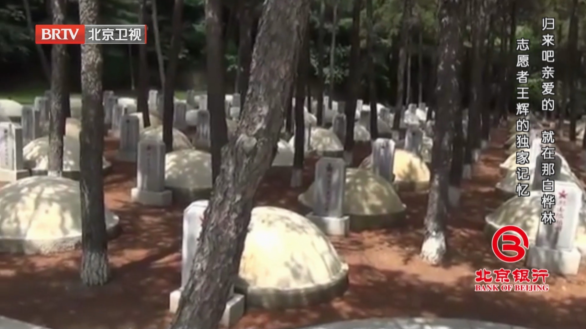 《档案》20241028归来吧亲爱的 就在那白桦林 志愿者王辉的独家记忆