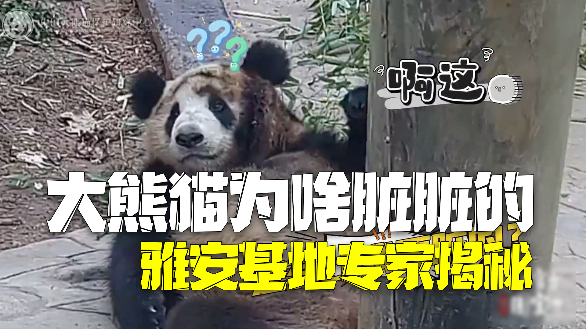 揭秘雅安基地大熊猫为啥是脏脏熊 专家：尽可能保持自然状态