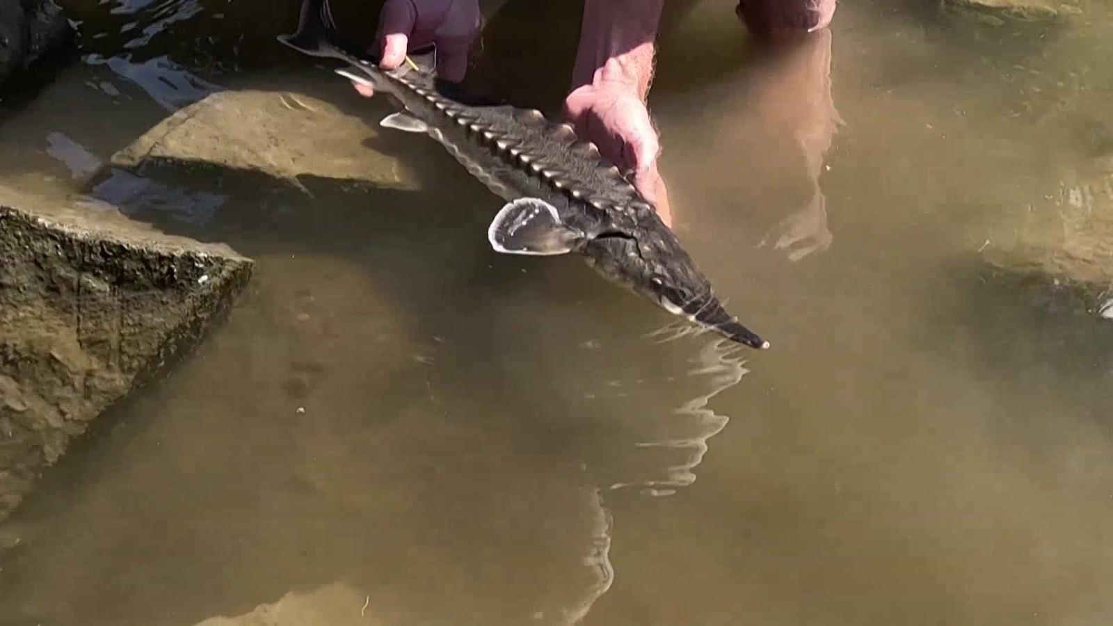 一个多世纪以来　大西洋鲟重新引入瑞典水域