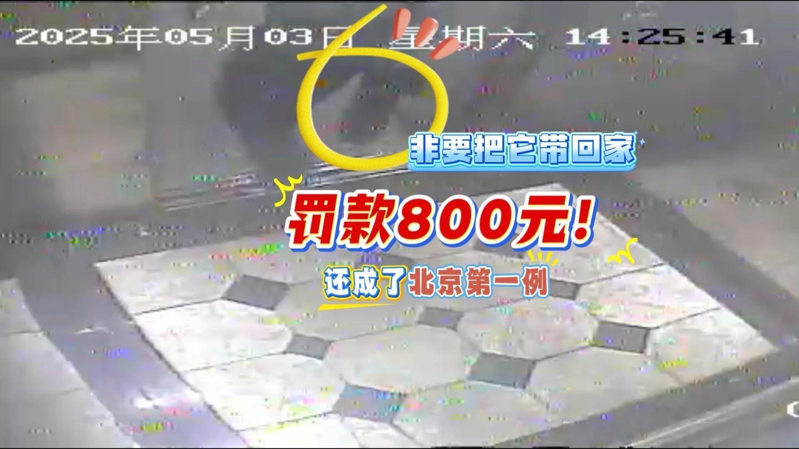 非要把它带回家，罚款800元，还成了北京第一例！