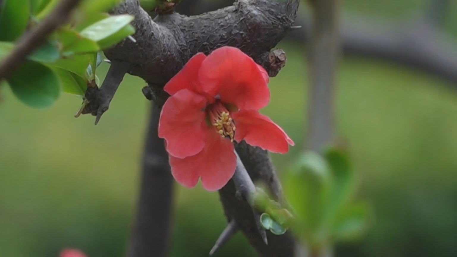 不负京华好春光丨陶然亭将迎来海棠盛景 不负京华好春光丨陶然亭将迎来海棠盛景