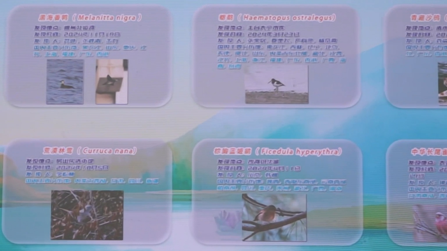 北京新增8种鸟类入野生动物名录