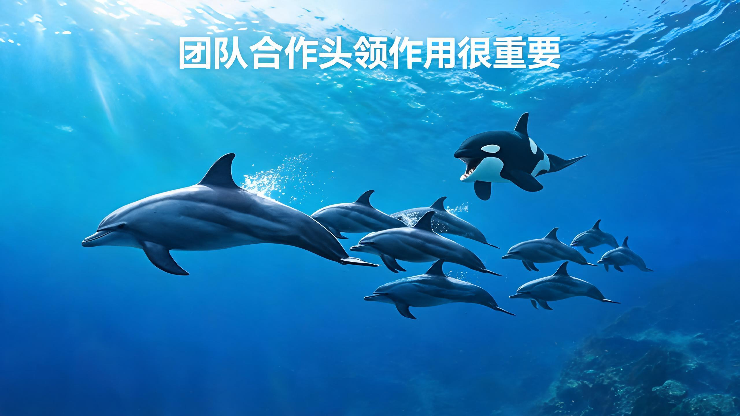海洋动物知识之团队合作头领作用很重要 海洋动物知识之团队合作头领作用很重要