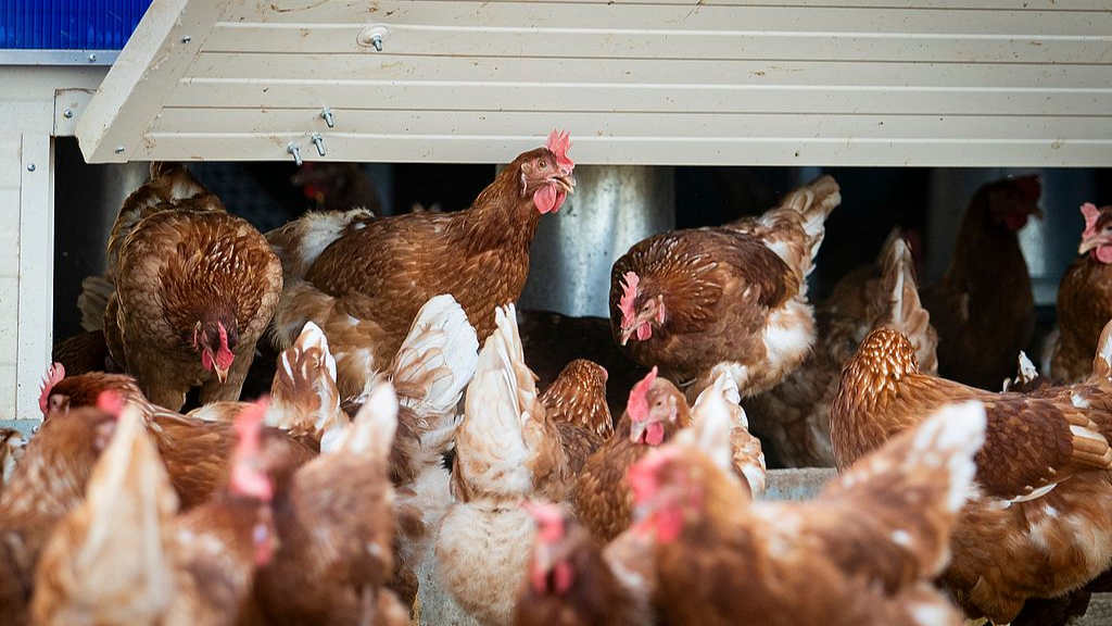 三大畜禽传染病同时扩散 推高韩国禽畜产品价格 三大畜禽传染病同时扩散 推高韩国禽畜产品价格