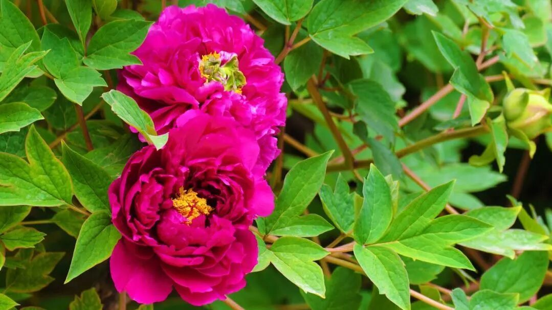 嗨玩8天！北京3000+株牡丹齐绽放，位置就在