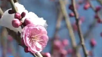 现在就能赏春花了?明城墙遗址公园第一波春梅率先绽放 现在就能赏春花了?明城墙遗址公园第一波春梅率先绽放